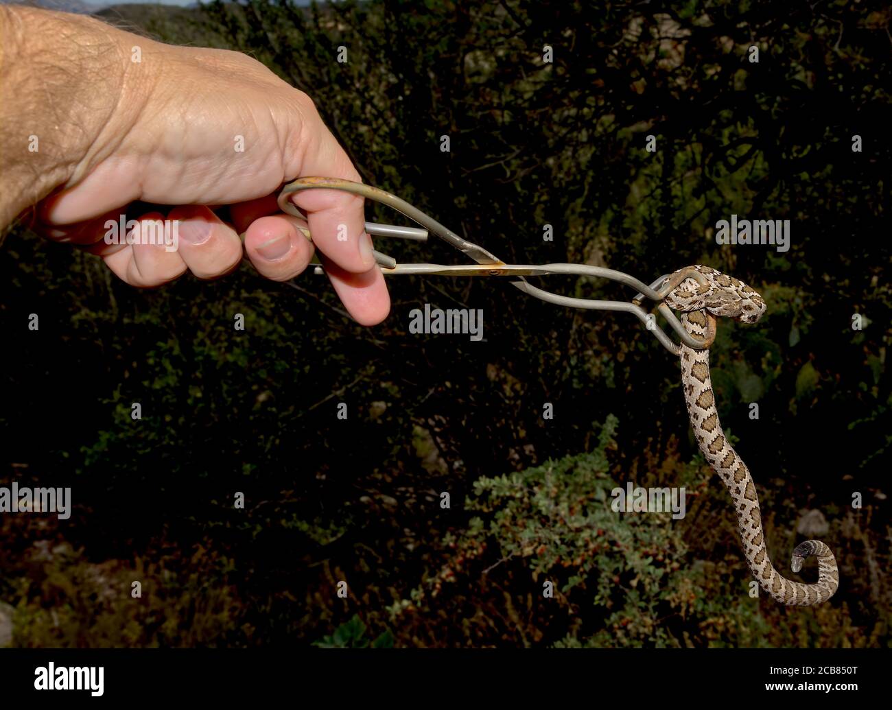 Snake Wrangler hält eine Juvenile Arizona Black Rattlesnake mit Zange, Arizona, USA Stockfoto