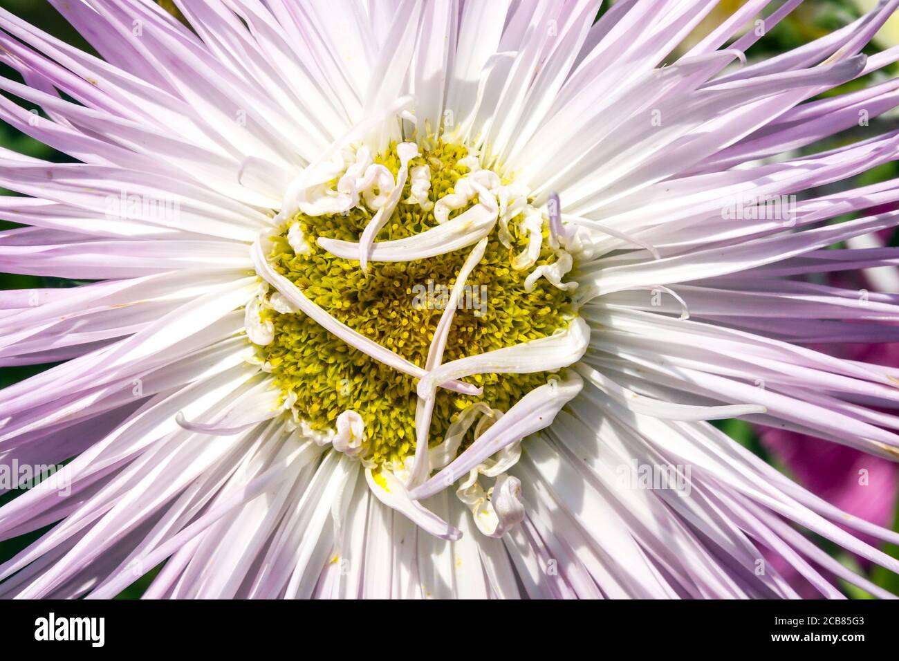 Callistephus chinensis China Aster Nadel Stockfoto