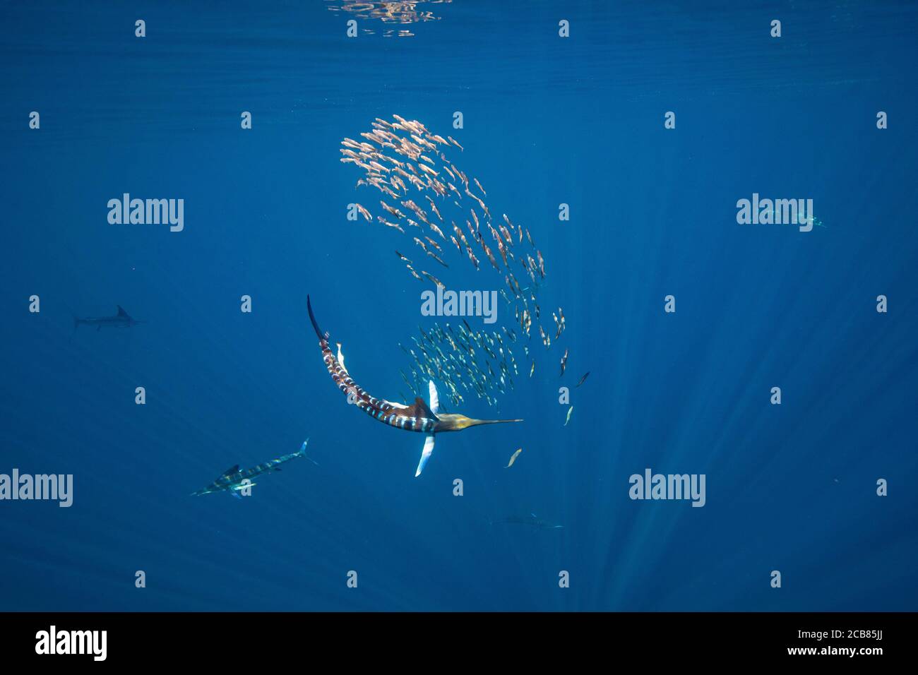 Marlin-Jagd und -Fütterung in einem Köderball in Magdalena Bay, Baja California Sur, Mexiko. Stockfoto