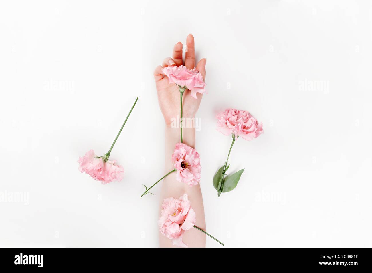 Eine zarte weibliche Hand, auf der sich Blumen von rosa eustoma befinden. Weißer Hintergrund. Flach liegend. Speicherplatz kopieren. Das Konzept der Floristik und Zärtlichkeit. Stockfoto