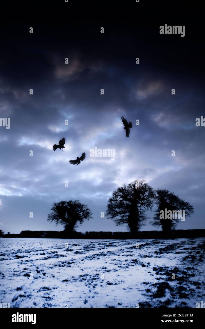 Winterliche Dämmerungsszene mit Krähen und Eichen Stockfoto