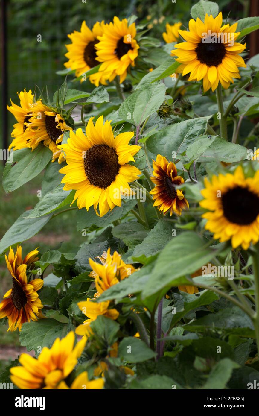 Sonnenblume Stockfoto