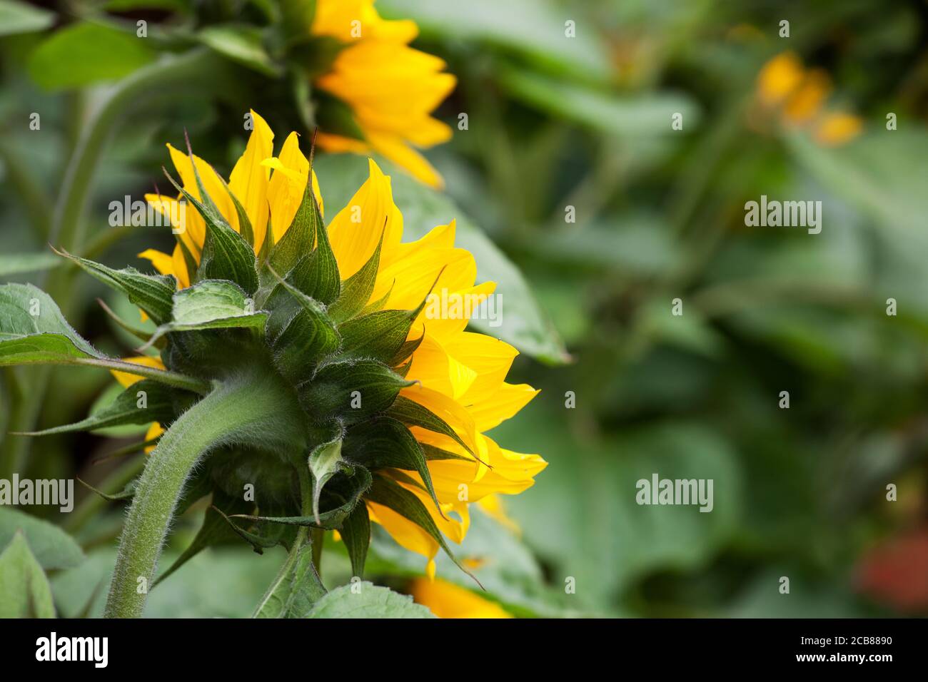 Sonnenblume Stockfoto