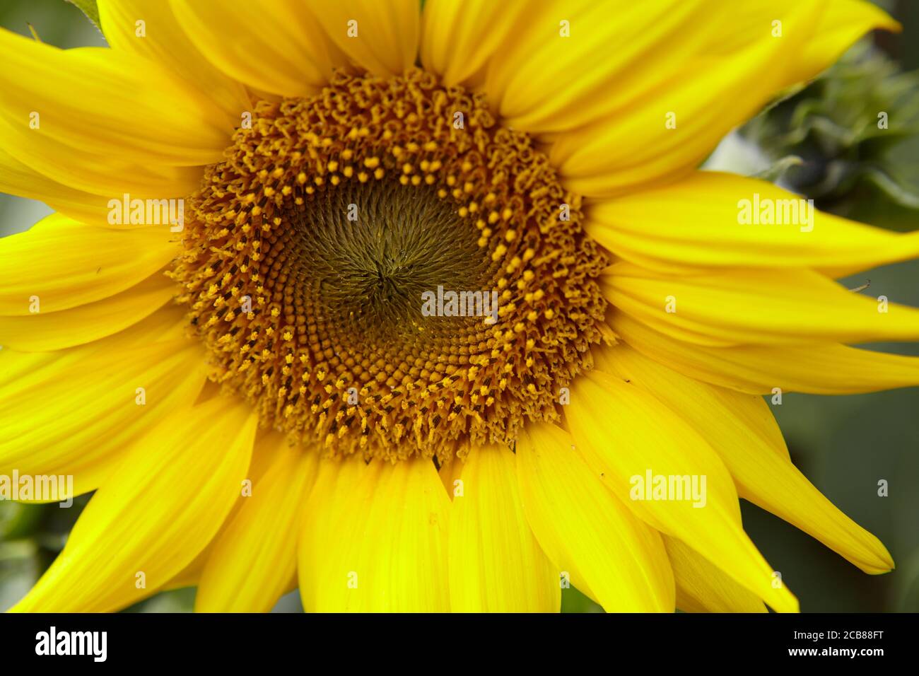 Sonnenblume Stockfoto