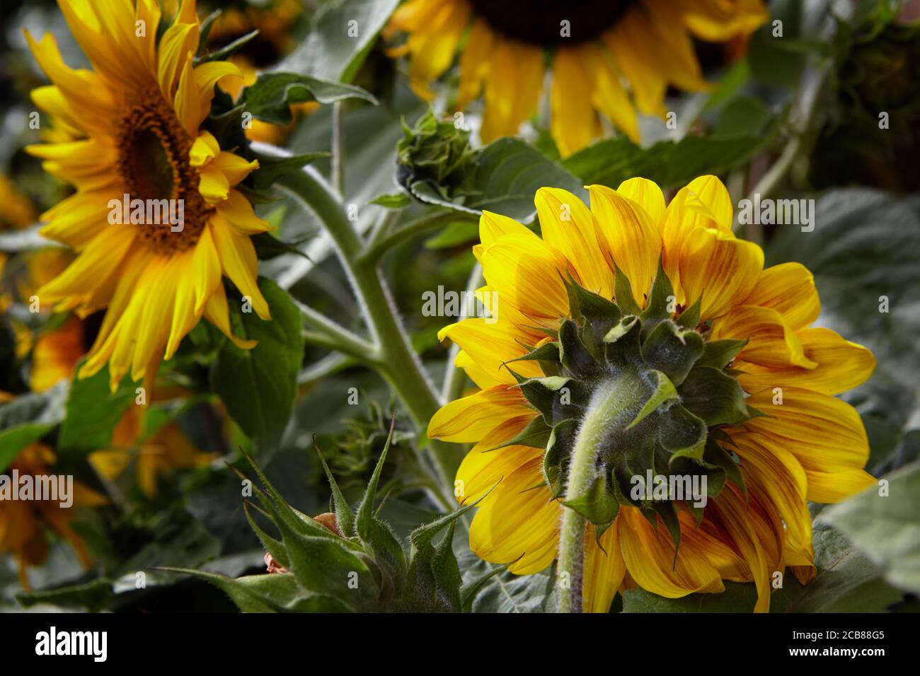 Sonnenblume Stockfoto