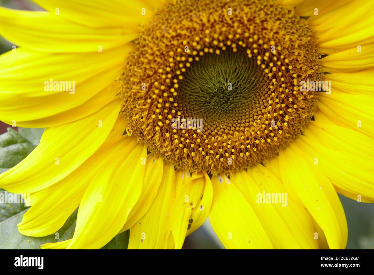 Sonnenblume Stockfoto
