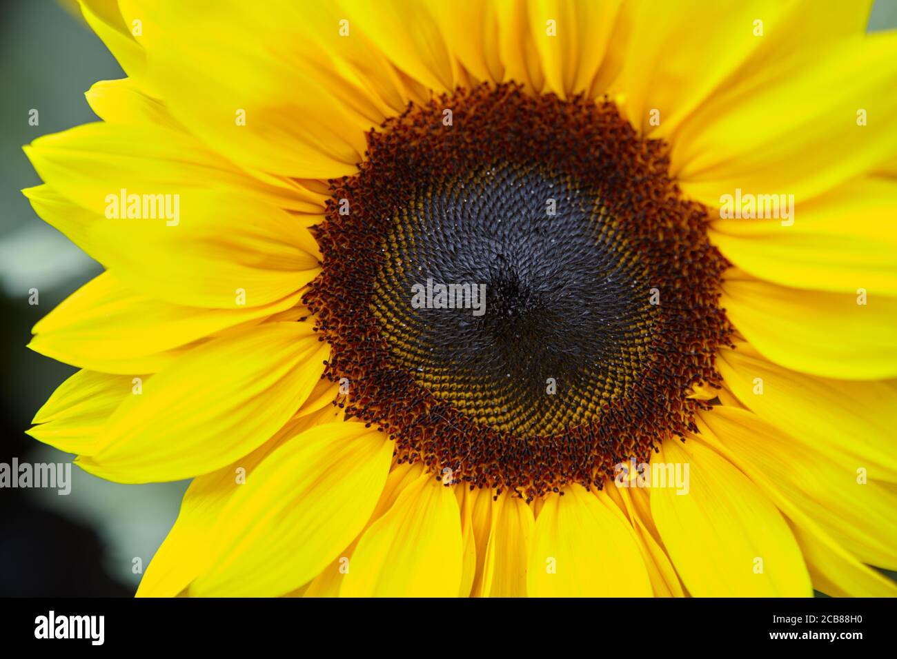 Sonnenblume Stockfoto