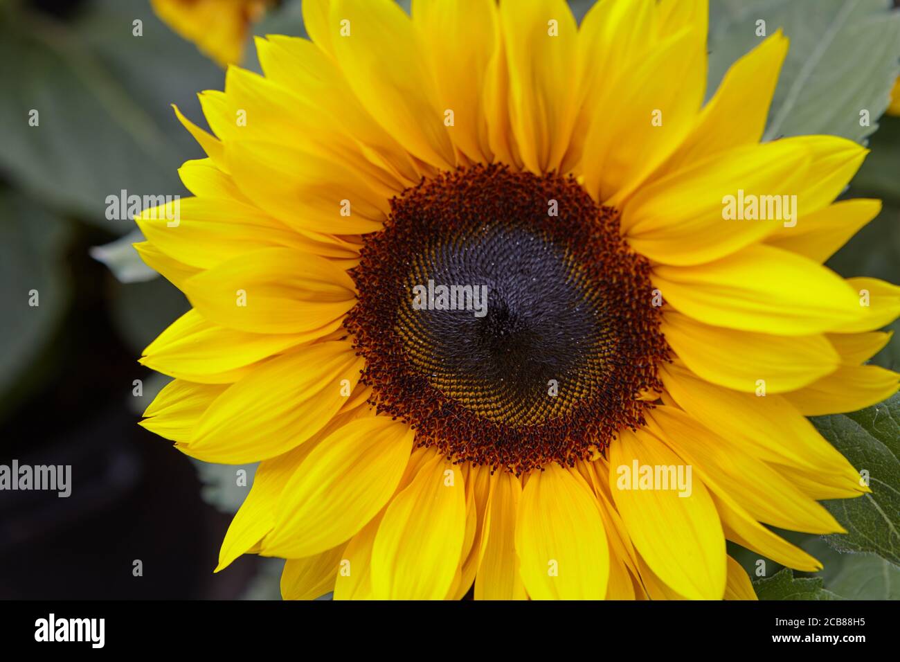 Sonnenblume Stockfoto