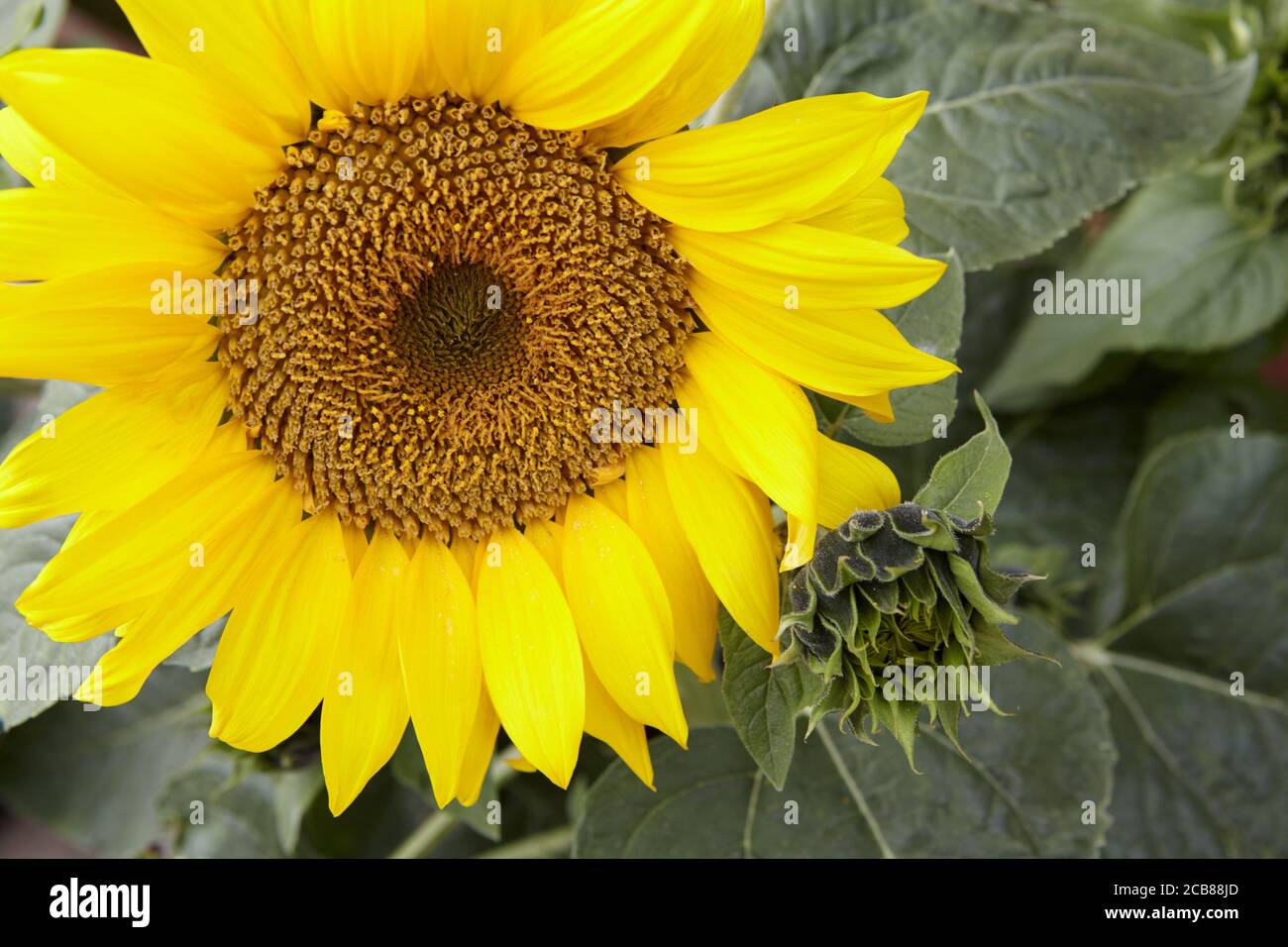 Sonnenblume Stockfoto