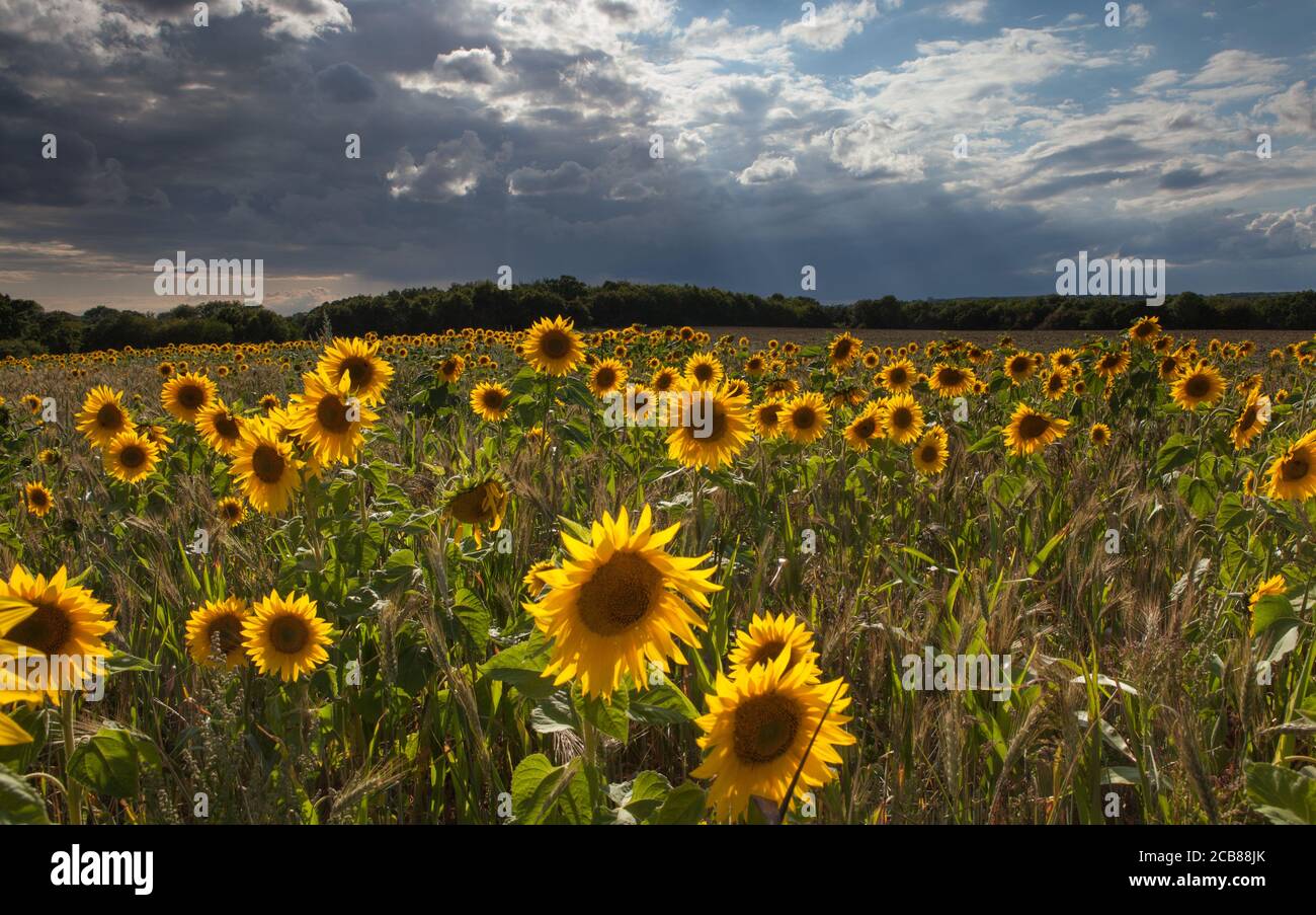 Sonnenblumenfeld in Suffolk, Großbritannien Stockfoto