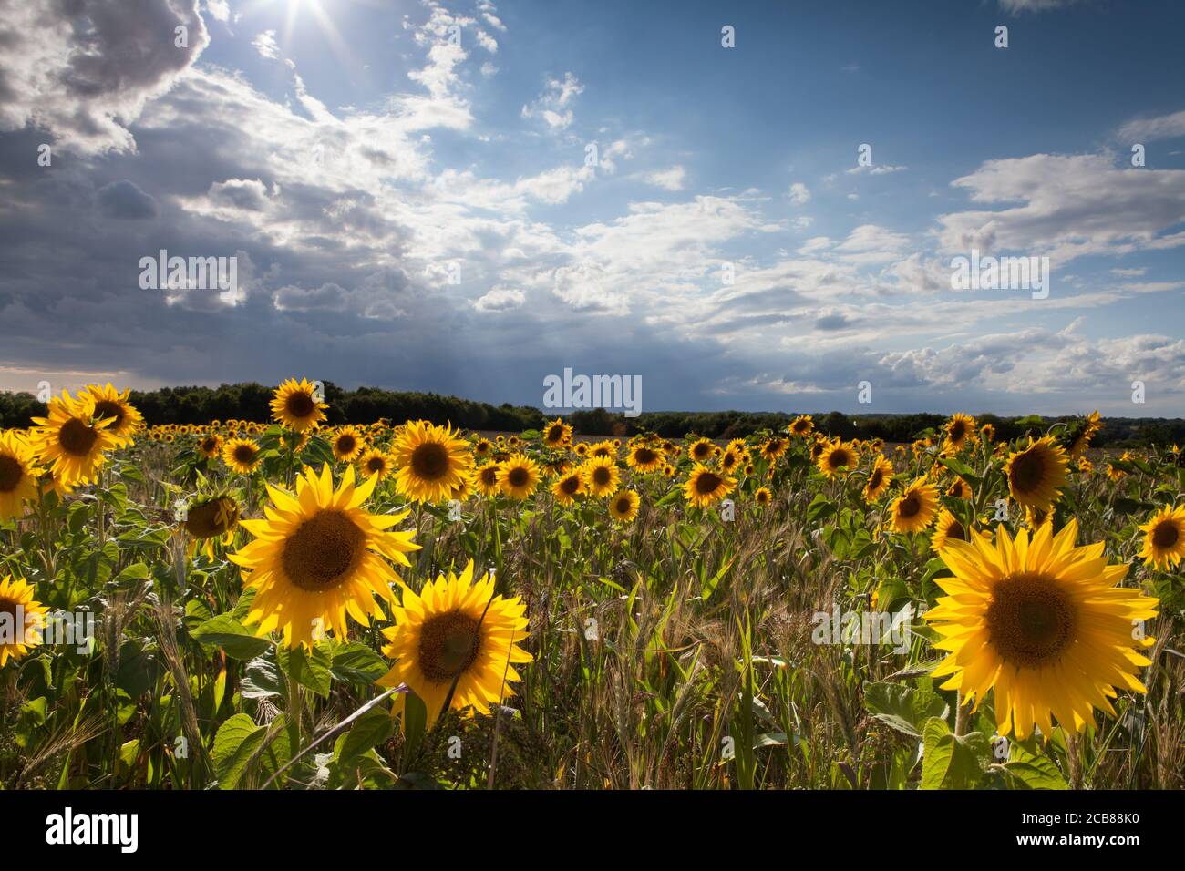 Sonnenblumenfeld in Suffolk, Großbritannien Stockfoto