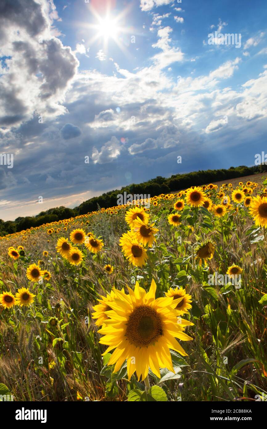 Sonnenblumenfeld in Suffolk, Großbritannien Stockfoto