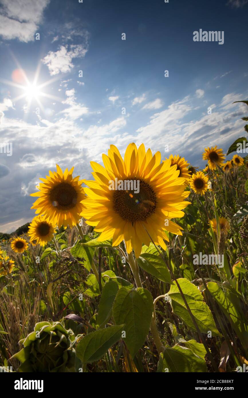 Sonnenblumenfeld in Suffolk, Großbritannien Stockfoto