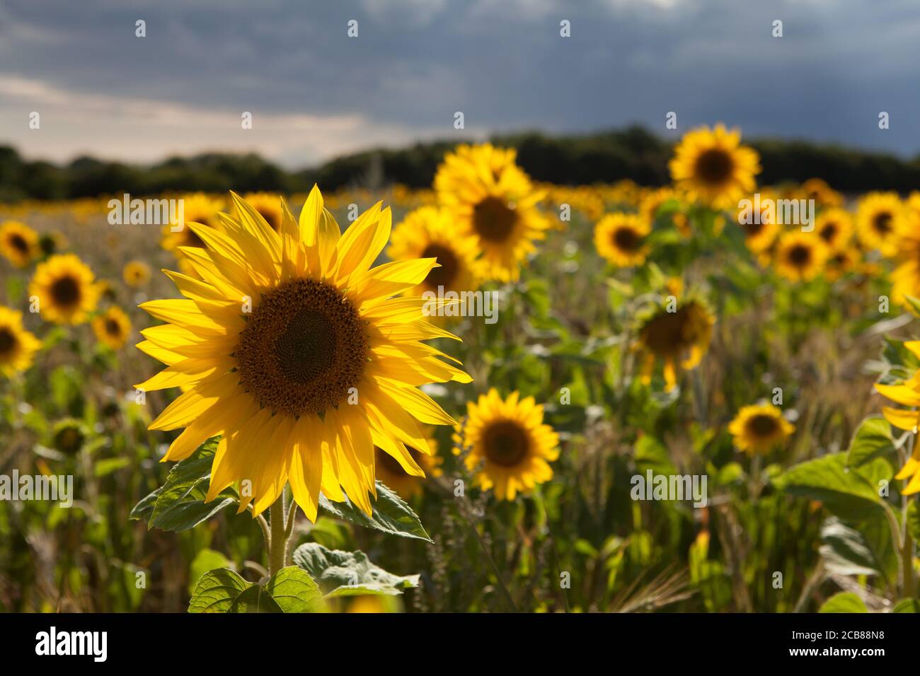 Sonnenblumenfeld in Suffolk, Großbritannien Stockfoto