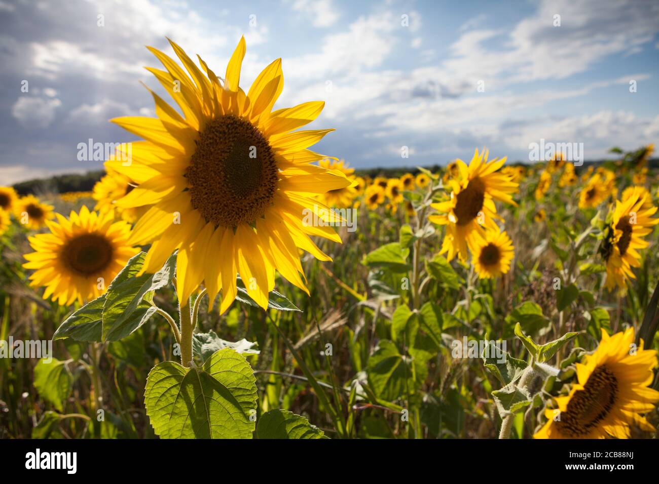 Sonnenblumenfeld in Suffolk, Großbritannien Stockfoto