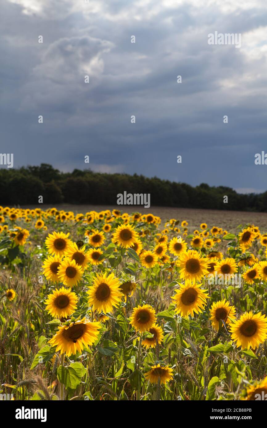 Sonnenblumenfeld in Suffolk, Großbritannien Stockfoto