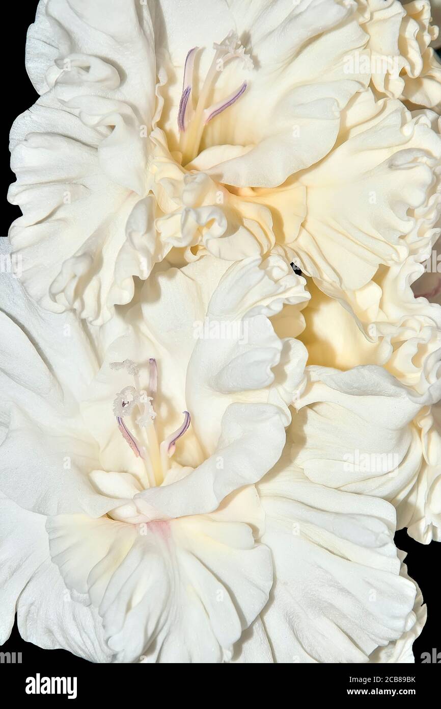 Makroaufnahme von weißem Gladiolus oder Schwert Lilie Blume mit gelben Mitte und gewellten Blütenblättern - wunderschöne florale Sommer Hintergrund. Blumenzucht, Garten Stockfoto