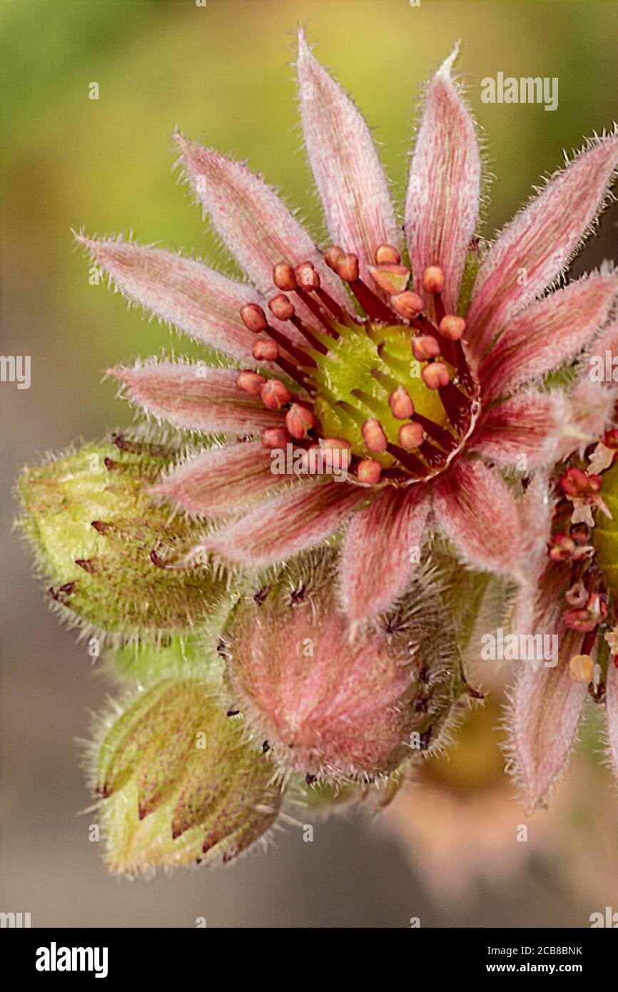 In latein heißt er Sempervivum Grandiflorum Stockfoto