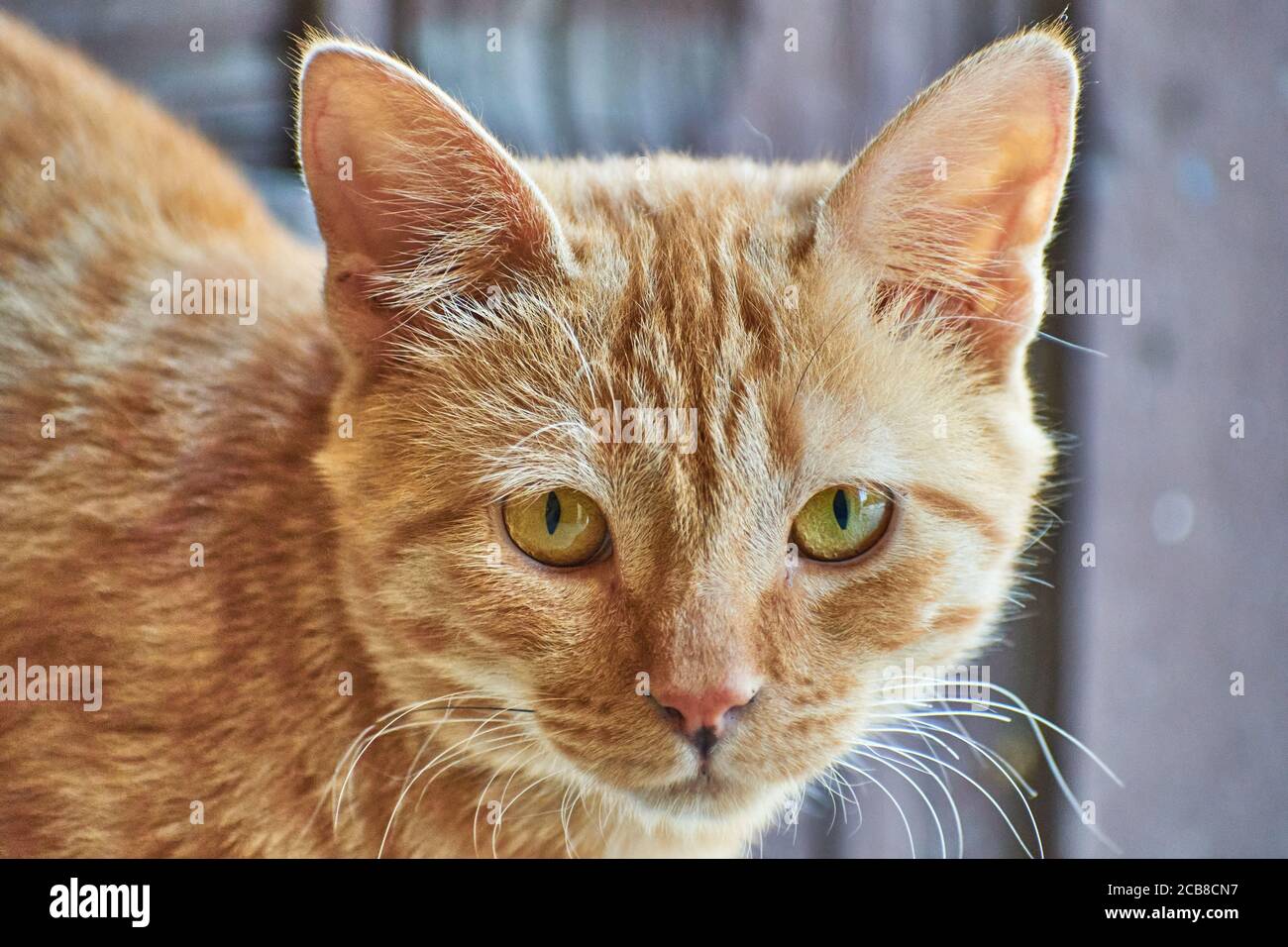 Inländische Indianer gestreifte Kätzchen. Nette junge Katze isoliert mit ihrem ursprünglichen Hintergrund. Indoor Haustiere, Veterinär-und Werbekonzept. Detaillierte Outd Stockfoto