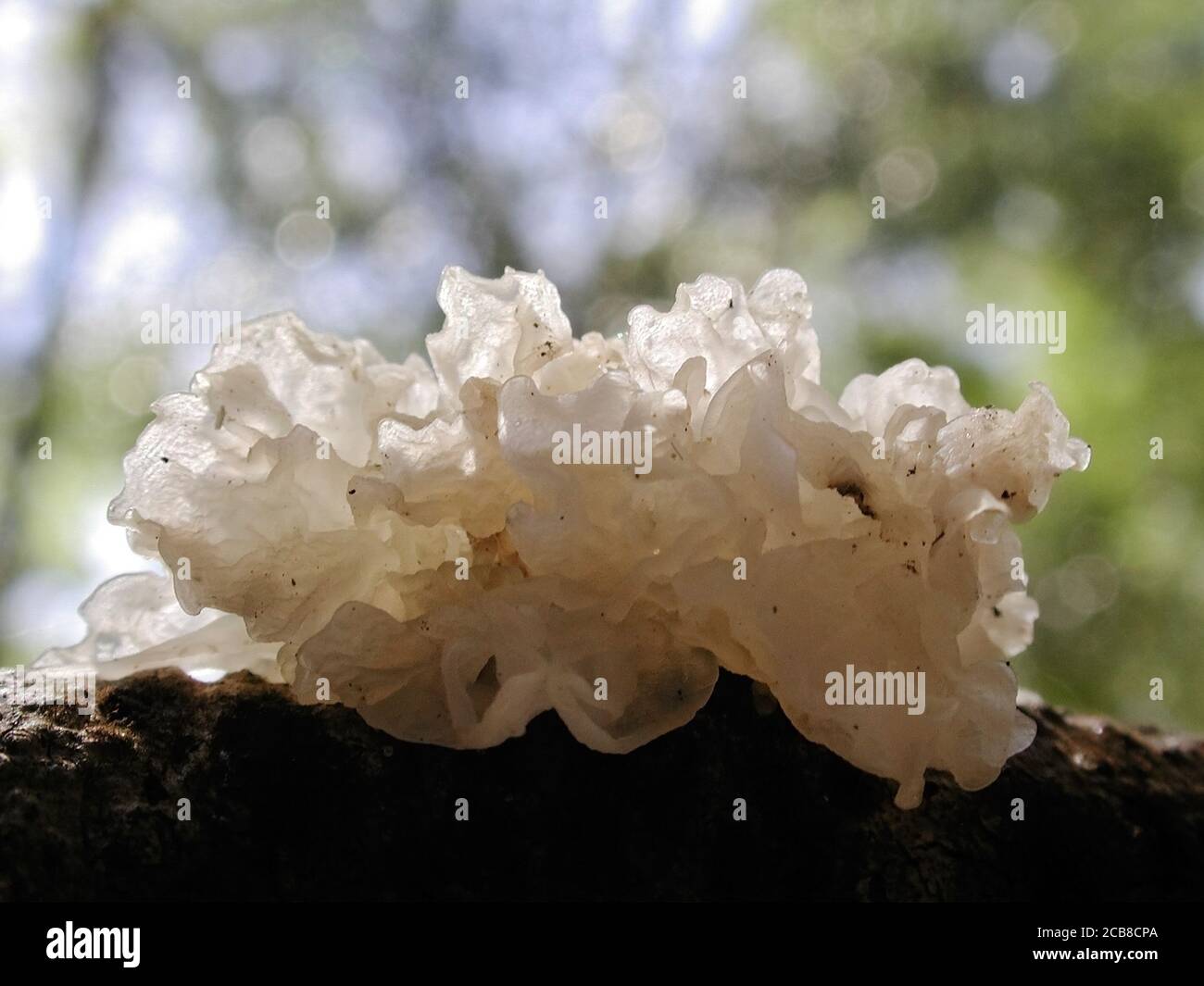 White Jelly Pilz sind eine Form von Pilzen in natürlichen Umgebungen auf der ganzen Welt gefunden.; Dieses ist in einem bewaldeten Gebiet von North Central Florida gefunden. Stockfoto