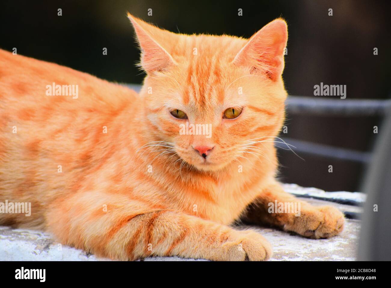 Indisch gestreiftes Kätzchen. Nette junge Katze isoliert mit ihrem ursprünglichen Hintergrund. Indoor-Haustiere, Veterinär-und Werbekonzept. Stockfoto