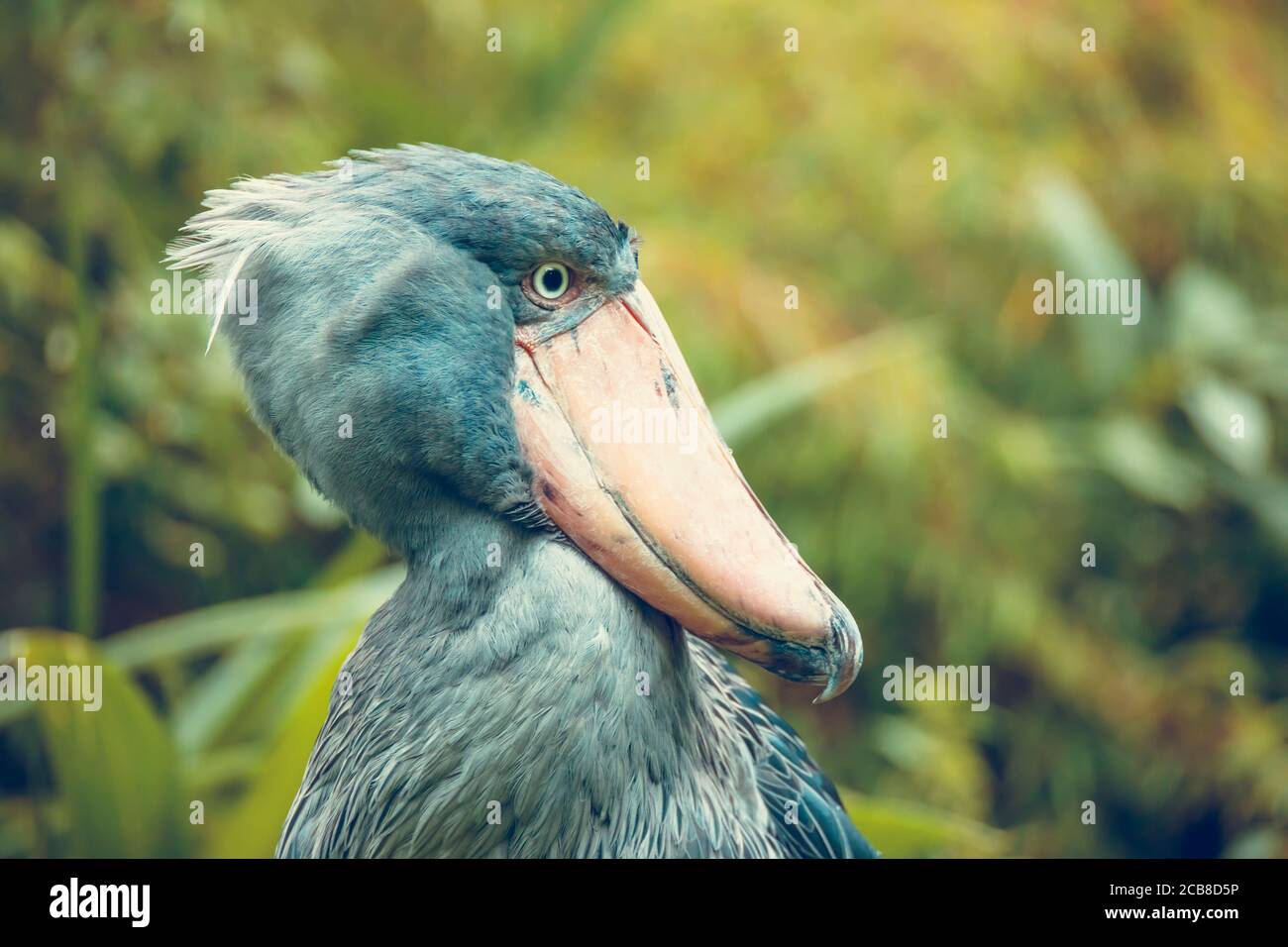 Sehr selten ist der Schuhreif Balaeniceps rex auch bekannt als Walkopf, Walkopfstorch oder Schuhreife Storch im Prager Zoo, das beste Foto. Stockfoto
