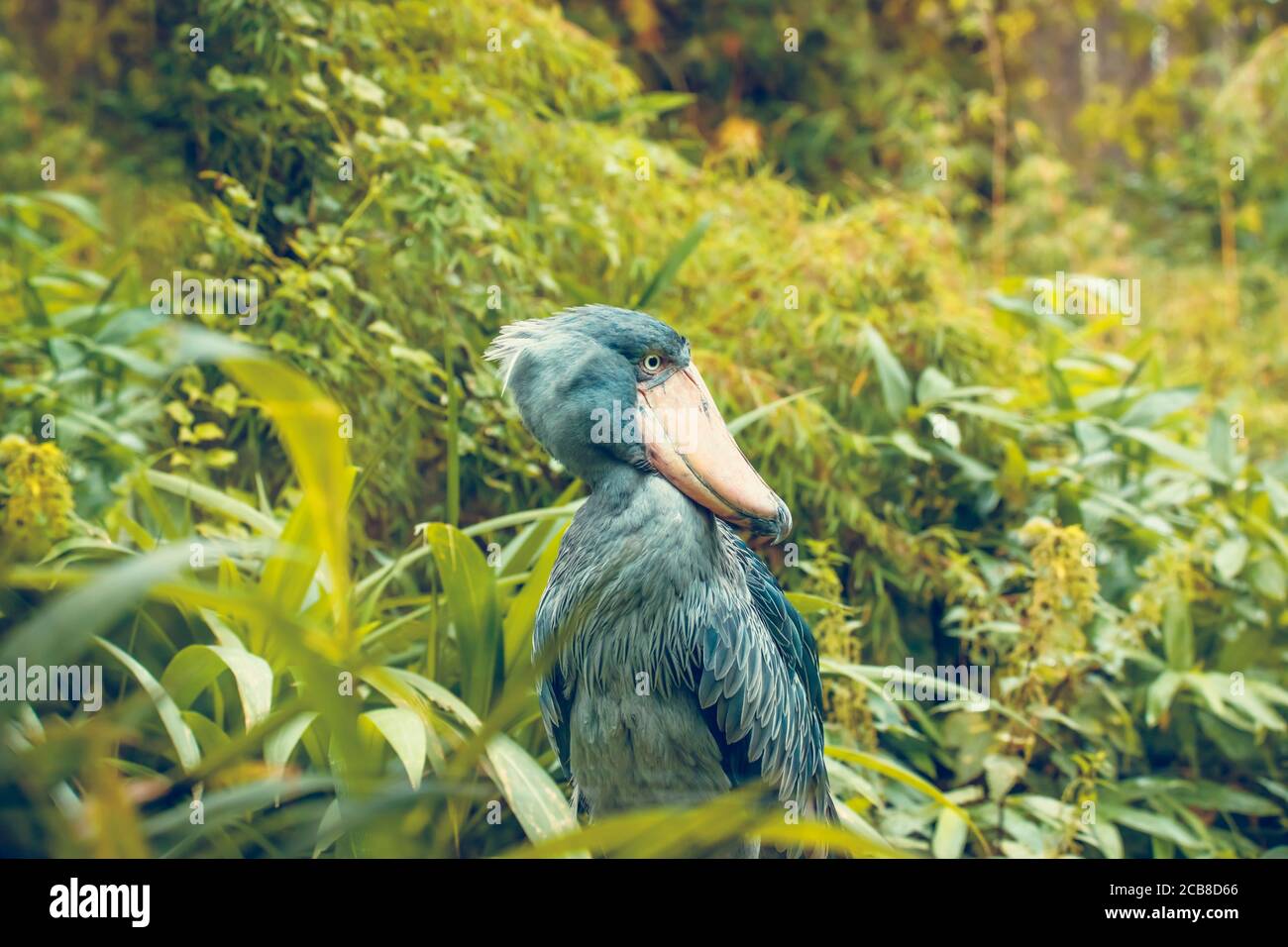 Sehr selten ist der Schuhreif Balaeniceps rex auch bekannt als Walkopf, Walkopfstorch oder Schuhreife Storch im Prager Zoo, das beste Foto. Stockfoto
