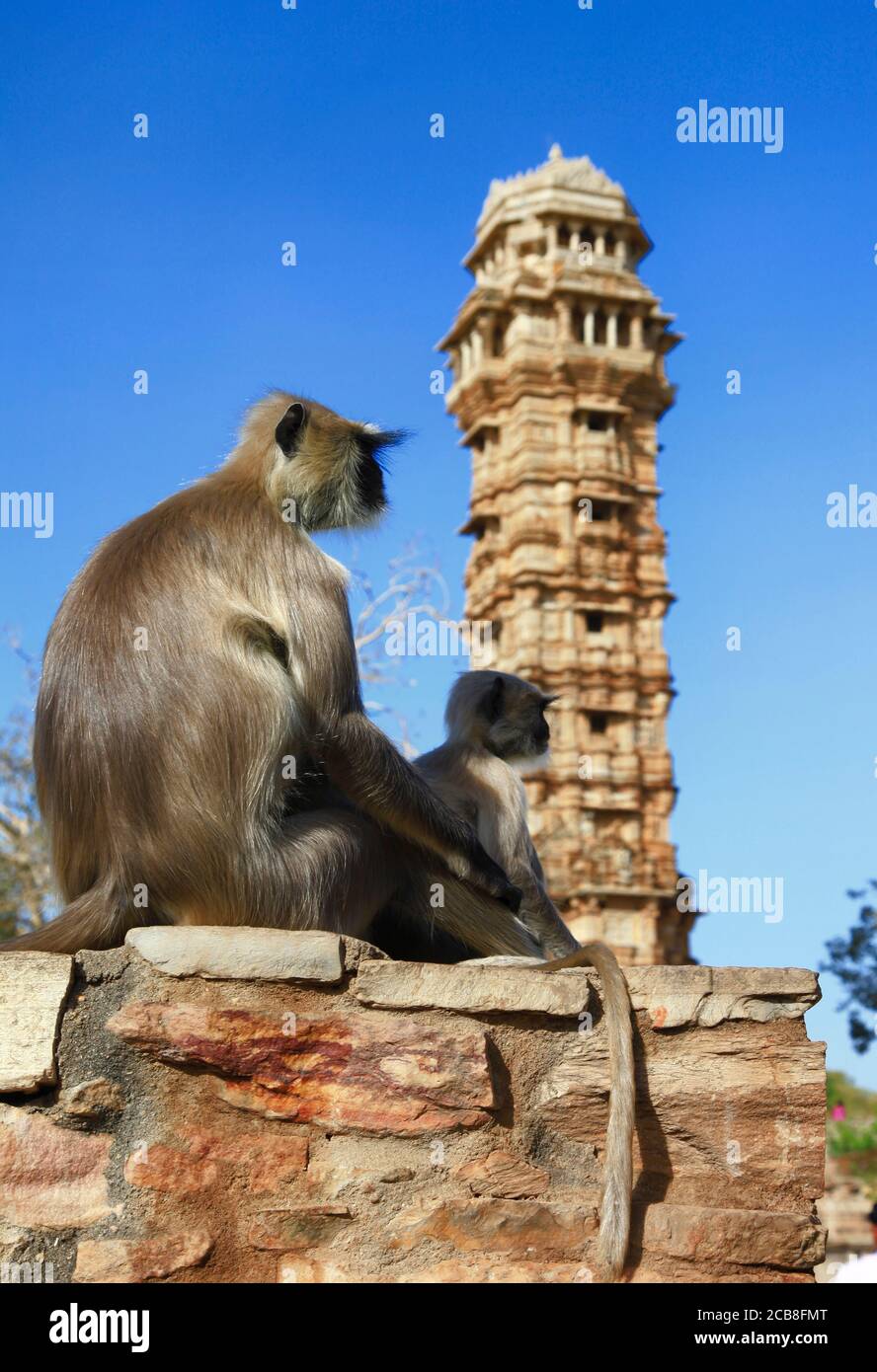 Indien Trave und Wahrzeichen. Rajasthan. Berühmte Cittorgarh Turm und Affen Familie Stockfoto