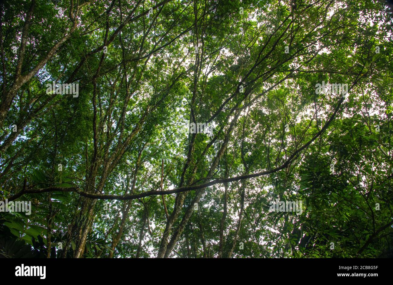 Blick auf den Regenwald Baldachin, Frogs Heaven, Limon, Costa Rica Stockfoto