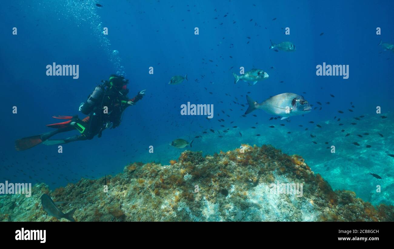 Tauchen im Mittelmeer, zwei Taucher betrachten Fische unter Wasser, Frankreich Stockfoto