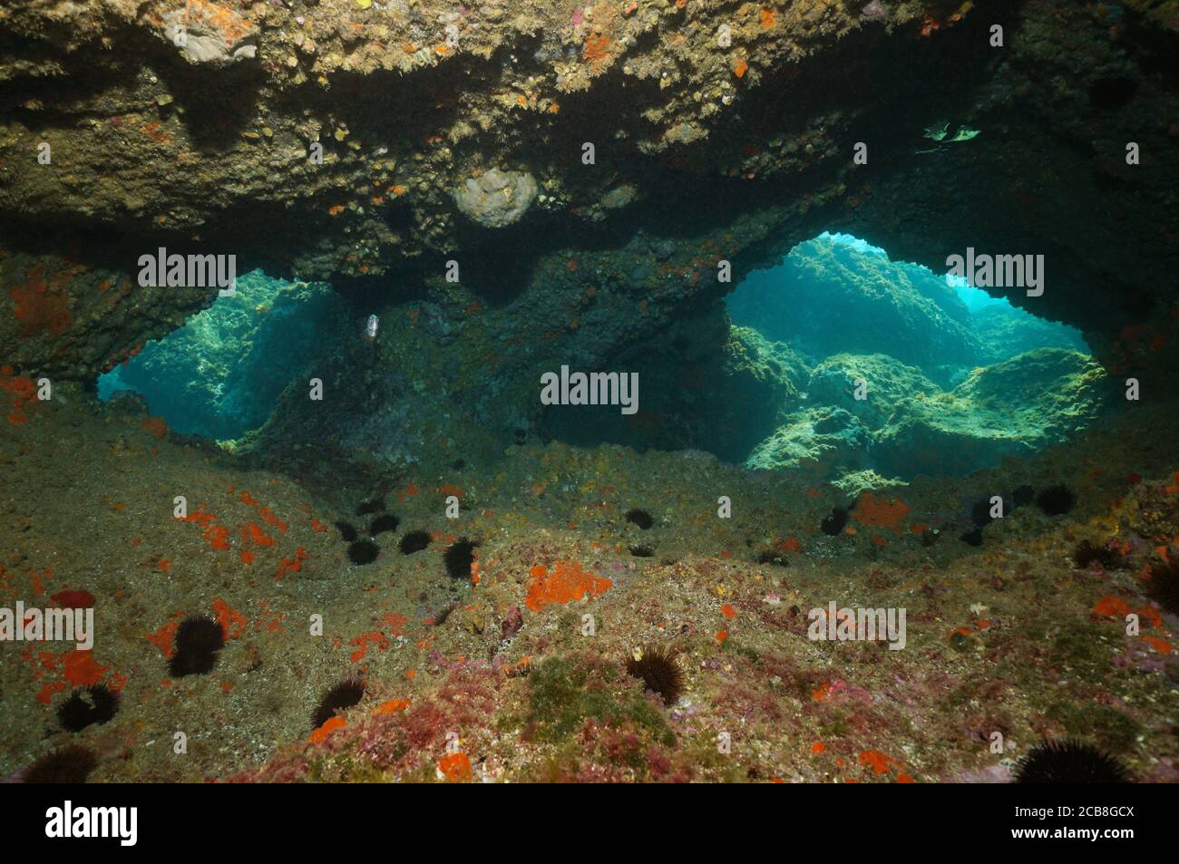 Öffnungen in einer Meereshöhle unter Wasser im Mittelmeer, Spanien, Costa Brava, Katalonien Stockfoto