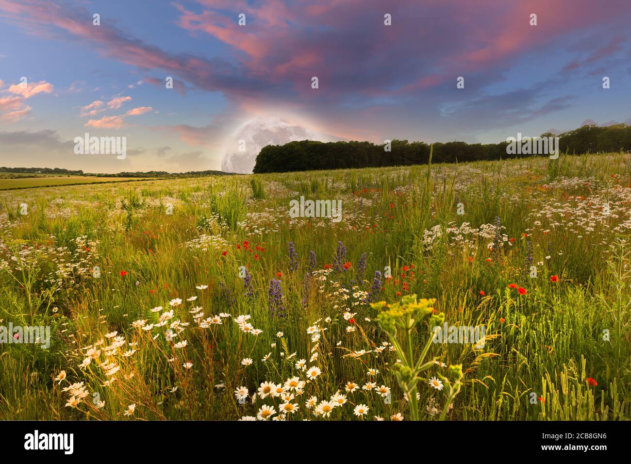 Mega-Mond steigt über schöne ländliche Blumenwiesenlandschaft im Frühling, mit rosa Sonnenuntergang Abenddämmerung Himmel und Wolken Stockfoto