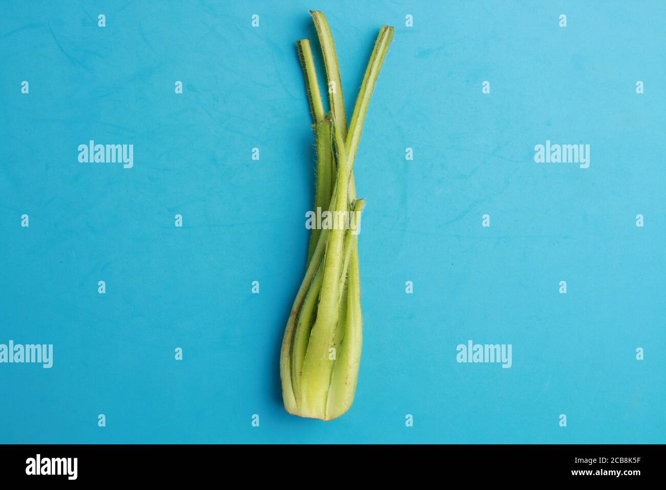 Nahaufnahme einer grünen Borage auf blauem Hintergrund Stockfoto