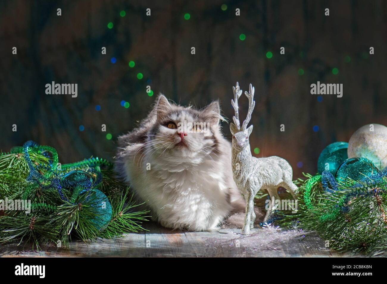 Haustier im Zimmer mit Weihnachtsbaum. Schöne Katze unter einem Weihnachtsbaum. Stockfoto