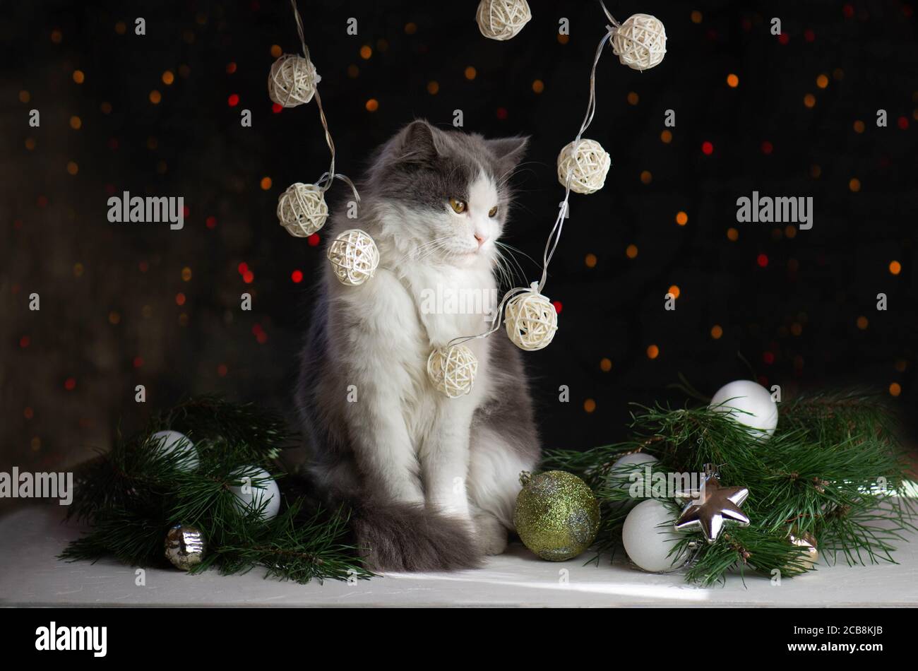 Frau mit Katze in der Nähe Weihnachtsbaum zu Hause. Frau mit Katze über weihnachtsbaum. Stockfoto