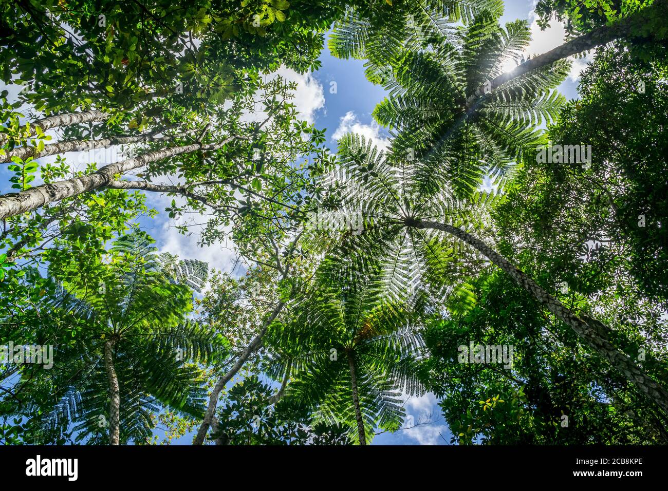 Blick auf den grünen Wald. New caledonian Primärwald mit lebendigen grünen reichen, üppigen Laub. Bottom view Hintergrund Stockfoto