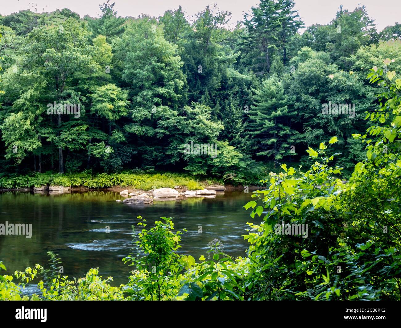 Clarion River im Cook Forest State Park in Pennsylvania in der Nähe des Allegheny National Forest. Viele grüne Bäume entlang des Flusses! Stockfoto