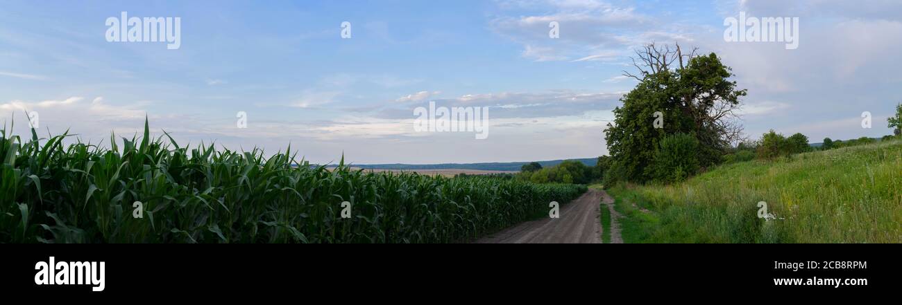 Maisfeld entlang der alten Landstraße bei Sonnenuntergang auf der Ukraine Auf dem Land Stockfoto