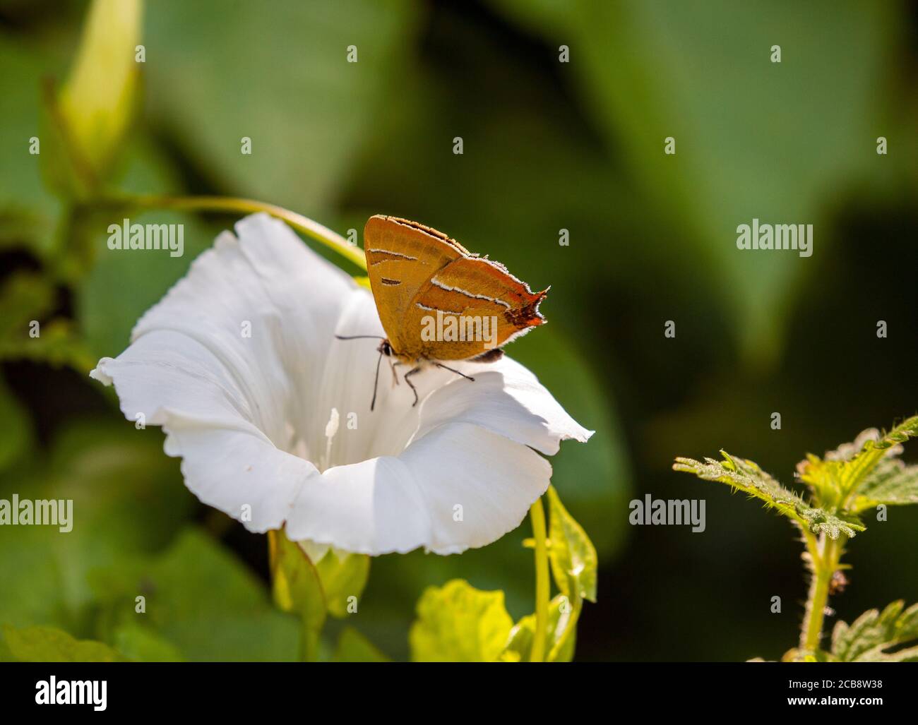 Brown Hairstreak Thecla betulae Schmetterling bei Ott Moor RSPB Natur Buchen Sie Oxfordshire England UK Stockfoto