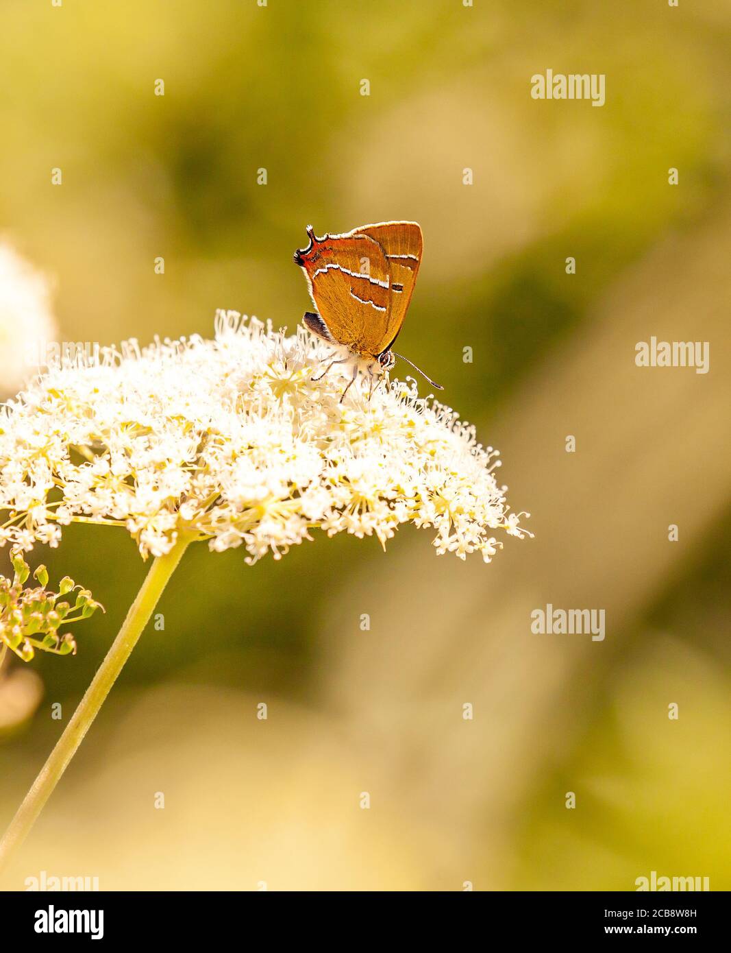 Brown Hairstreak Thecla betulae Schmetterling bei Ott Moor RSPB Natur Buchen Sie Oxfordshire England UK Stockfoto