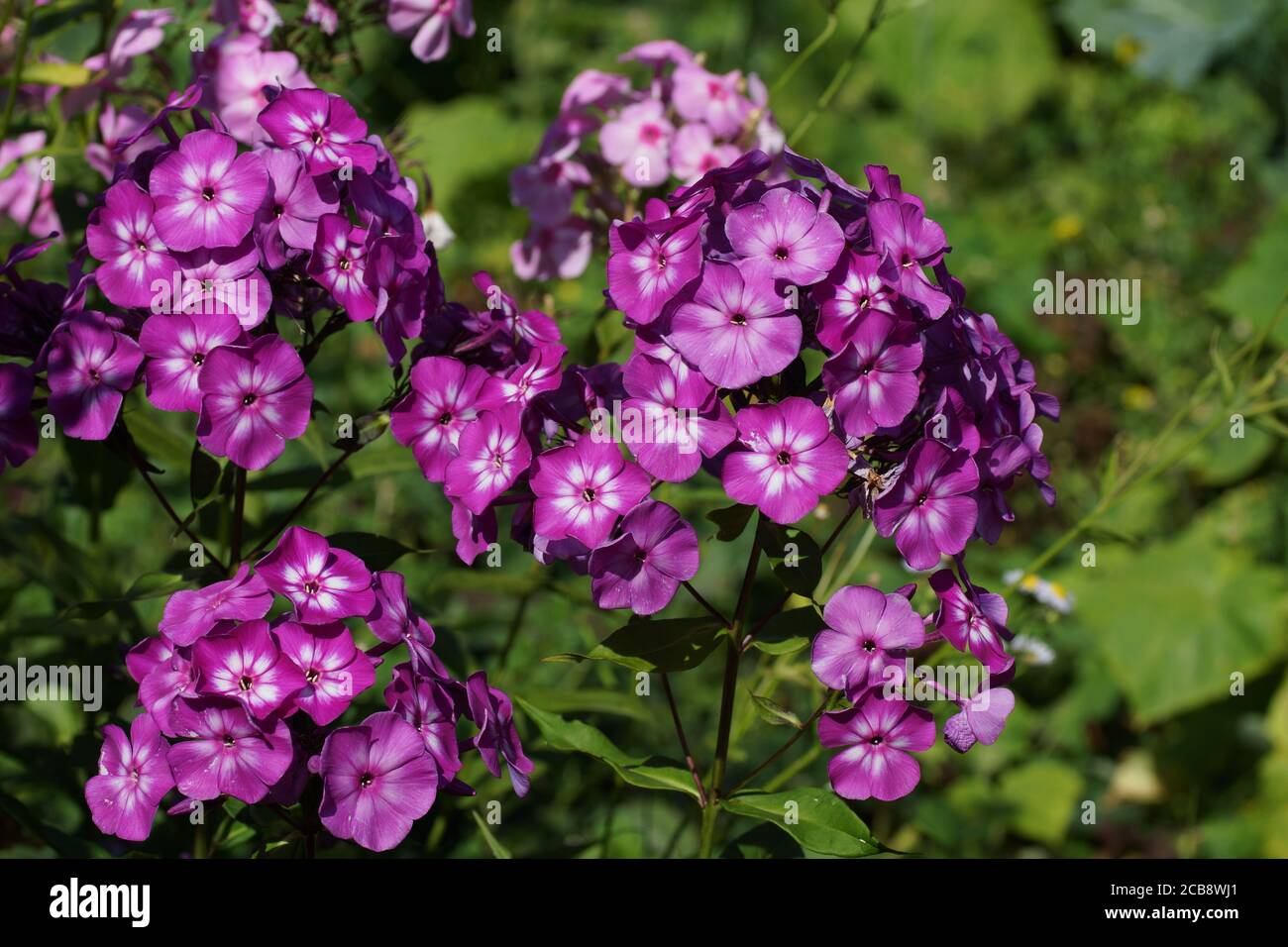 Schönen lila Phlox im Sommer im Garten. Andere Blumen im Hintergrund. Stockfoto