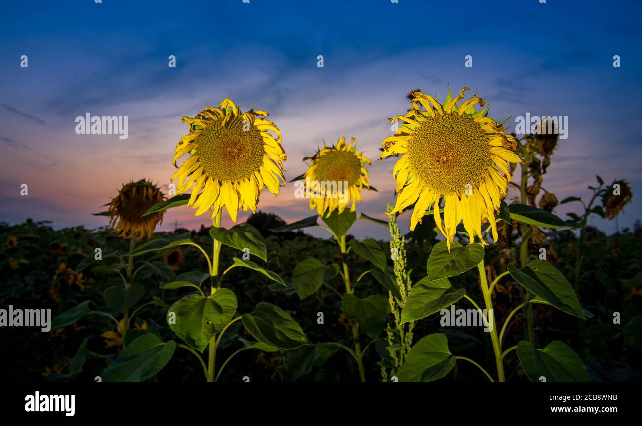 München, Deutschland. August 2020. Sonnenblumen stehen bei Sonnenuntergang auf einem Feld im Osten der bayerischen Hauptstadt. Kredit: Peter Kneffel/dpa/Alamy Live Nachrichten Stockfoto