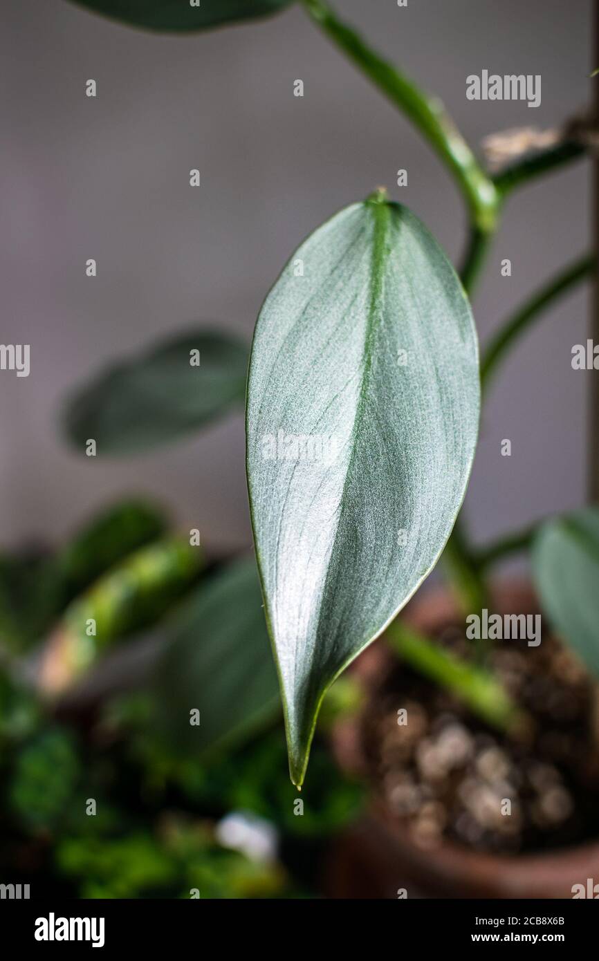 Philodendron hastatum 'silberes Schwert' auf weißem Hintergrund. Stockfoto