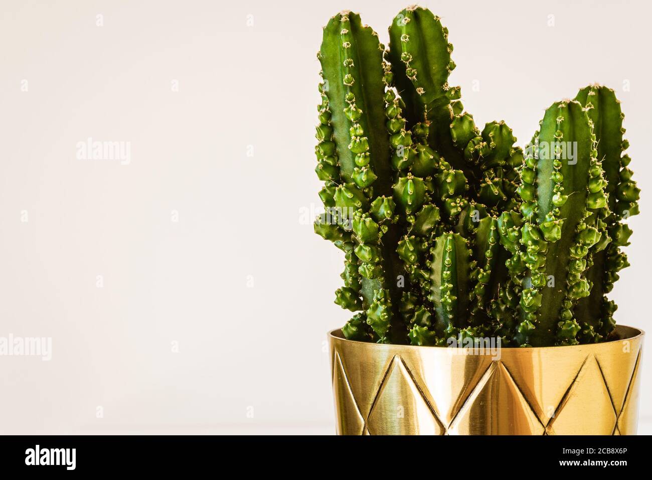 Cereus peruvianus 'Paolina' Kaktus in einem Messingtopter. Nahaufnahme einer exotischen und trendigen Zimmerpflanze. Stockfoto