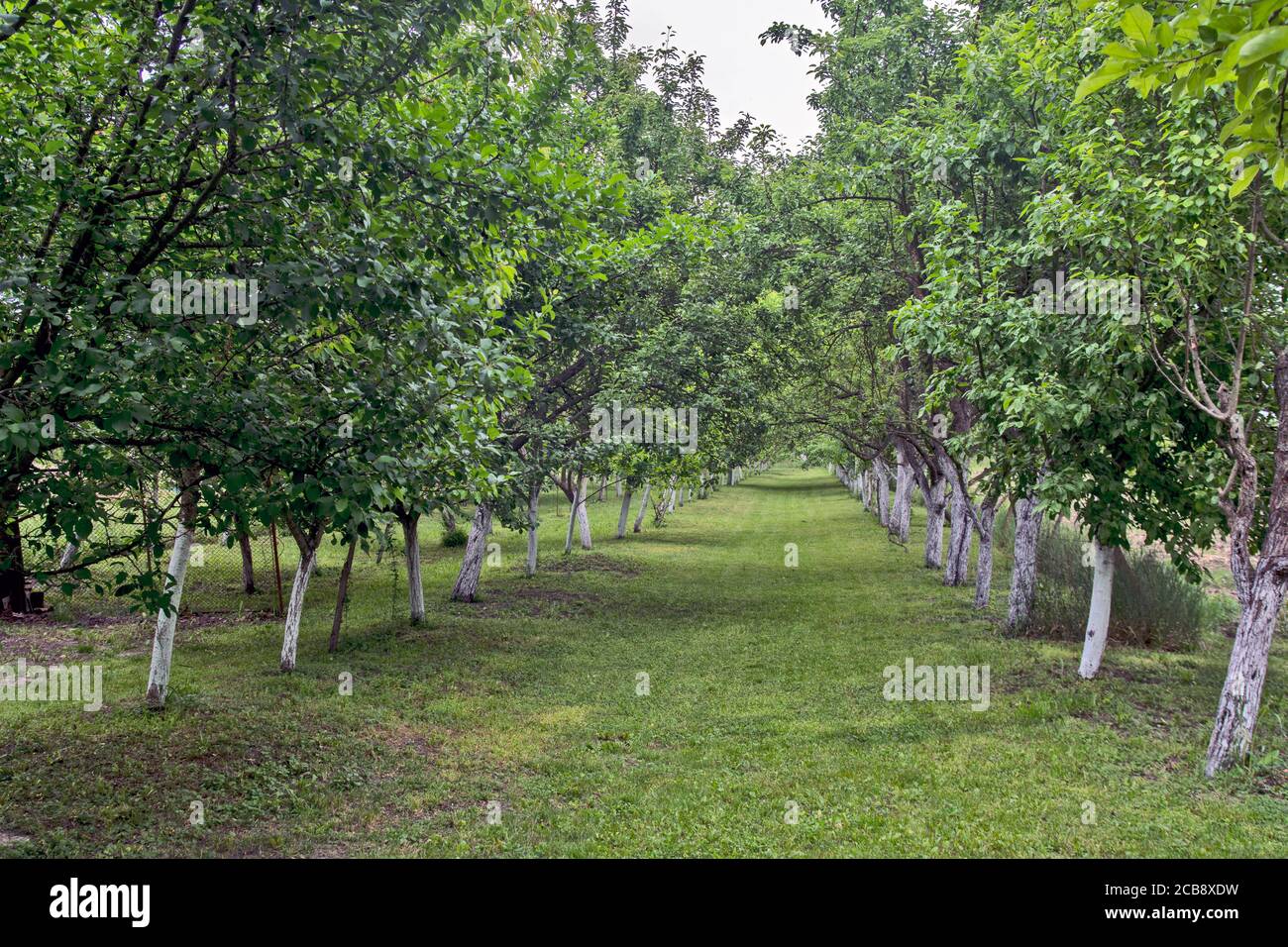 Ein schöner und gepflegter Obstgarten mit meist Äpfeln und Pflaumen im späten Frühjahr. Gute und qualitativ hochwertige Früchte werden erwartet. Stockfoto