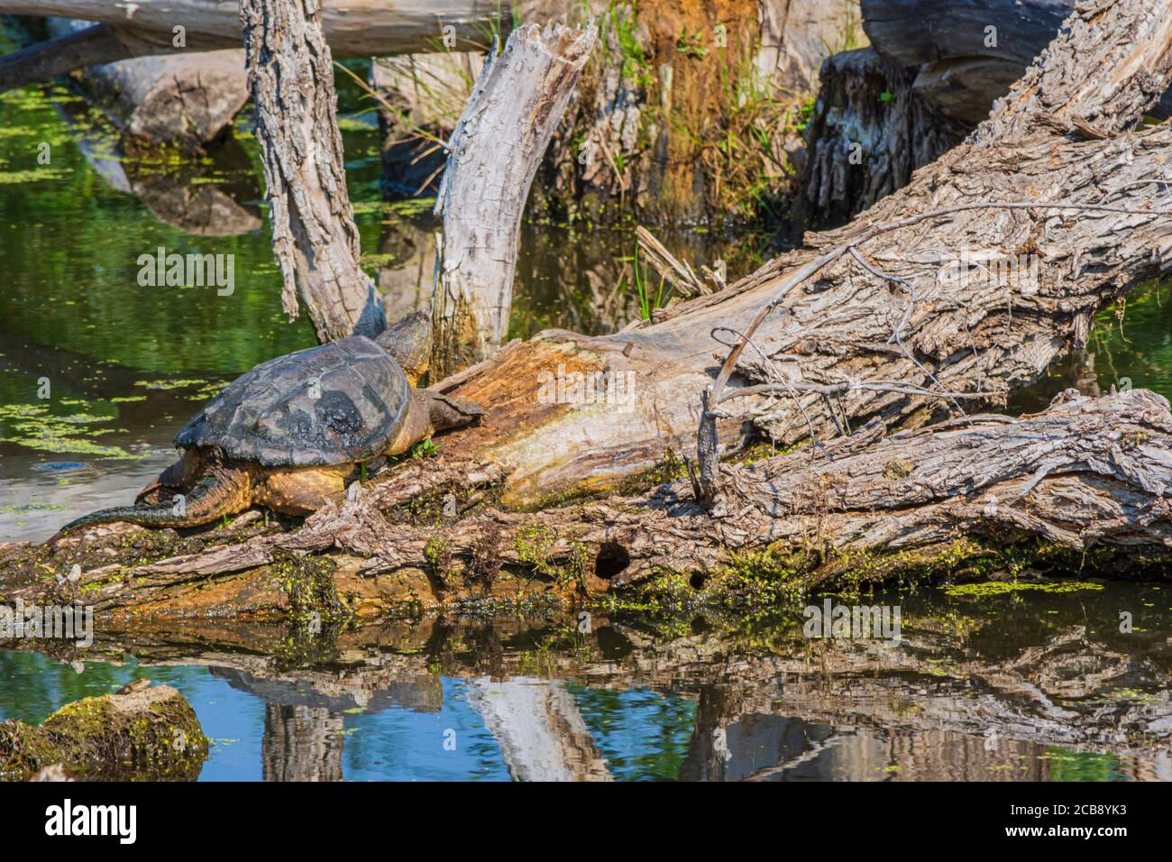 Gewöhnliche Schnappschildkröte, die sich morgens im Sonnenlicht auf einem teilweise untergetauchten Baumstamm aus Baumwollholz in Feuchtgebieten sonnt, Castle Rock Colorado USA. Stockfoto