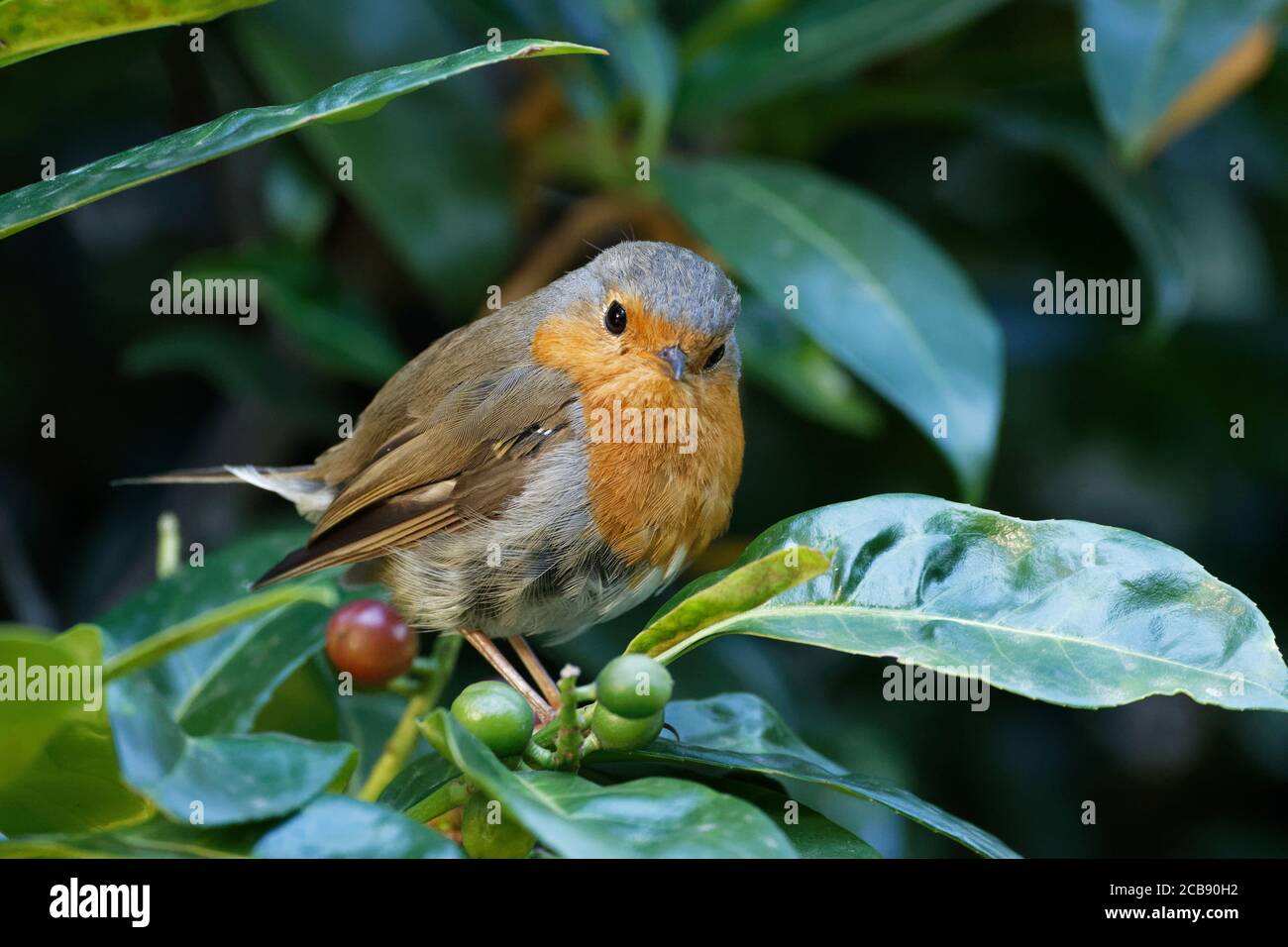 Ein kleiner junger Rotkehlchen, der auf einem Lorbeerbusch sitzt Stockfoto