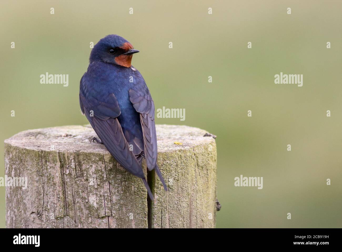 Eine Schwalbe, die sich vor einem Versteck im Spurn Nature Reserve wunderbar zeigt und die atemberaubende blaue Farbe ausgibt. Stockfoto