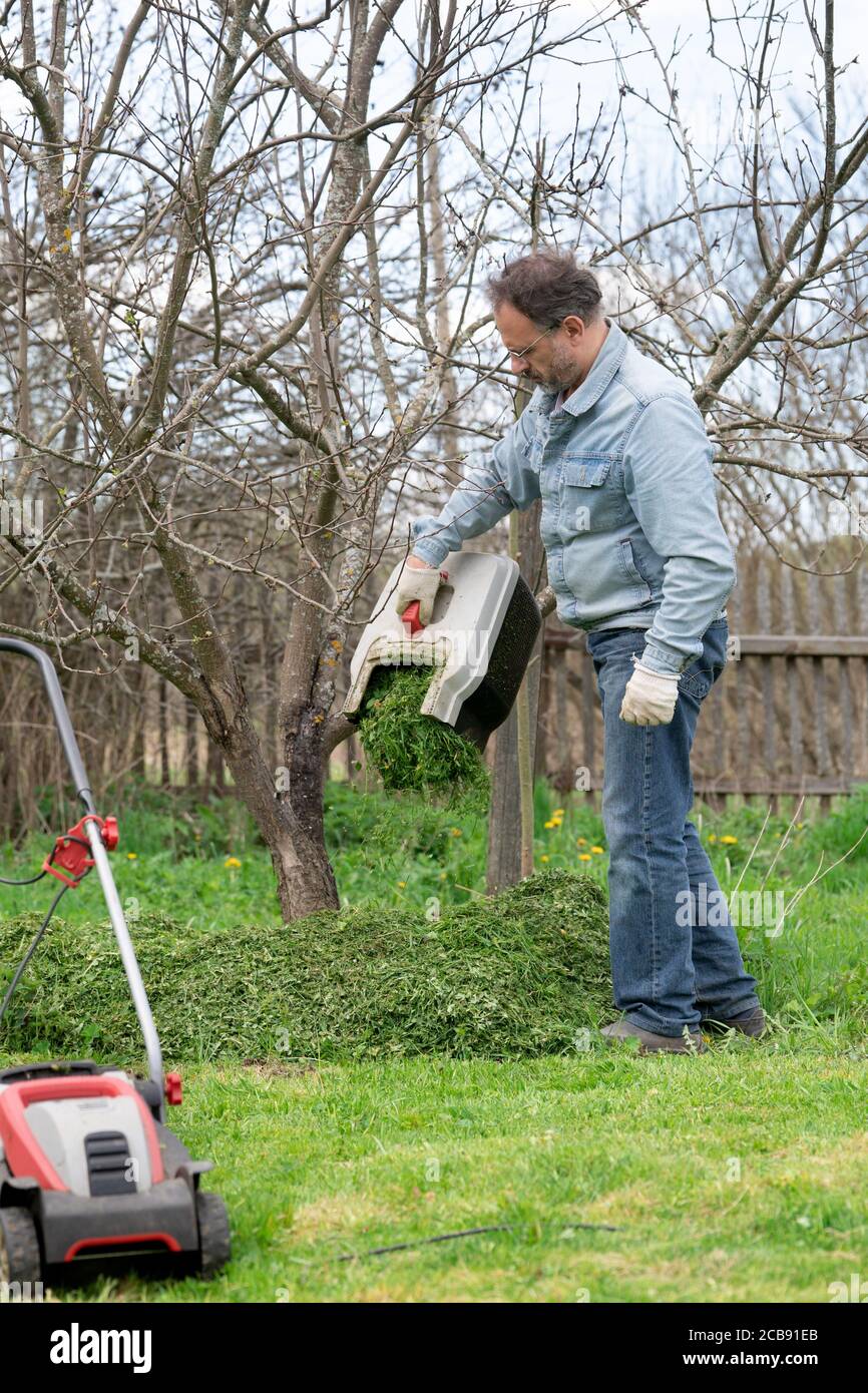 Der Mensch gießt aus dem beschnittenen Gras unter einen Baum Um den Boden zu düngen Stockfoto