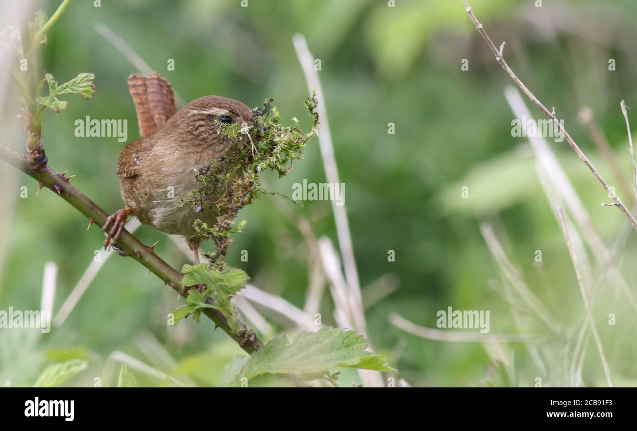 Ein Nestbau Wren in entlang des Humber bei Kilnsea Bereit für die kommende Brutsaison Stockfoto